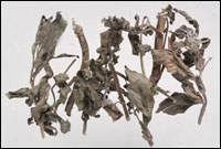 ���ɣ��ⶾɢ�ȣ�