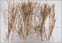 ���� (���ɢ�������ֹ�ȣ���ɢ͸�����ʪ����Ʀ���)