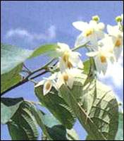 ��Ϣ�㣨���ϣ��ٻࣩ