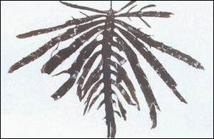 ���������ᣬ��ˮ��