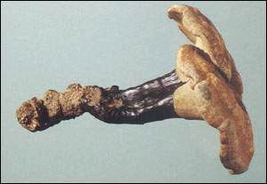 ��֥���澫����������磩