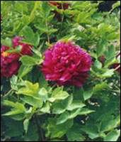 ��ҩ����ν�Ƶ�