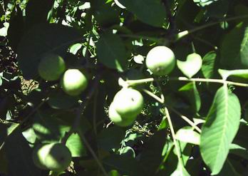 ���ú��ҿ��ο���