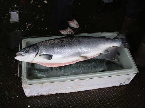 �̵�������Σ�ռ�����ʳ(ͼ)