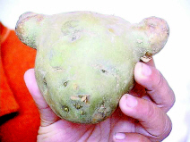 ��ѿ����ȥƤ�ճ�������(ͼ)