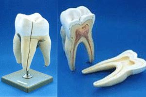 ����СС�������շ��఩(ͼ)