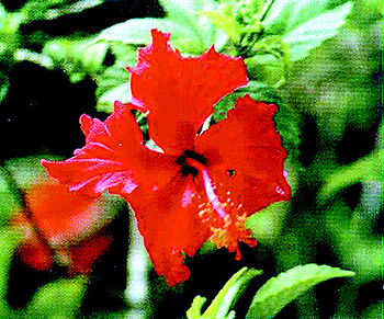 ���������ͻ�̤���ʱ�� �����ͻ�����������ҩ