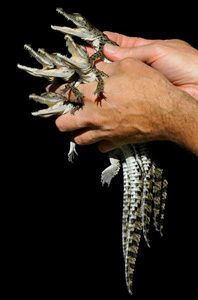 ��ǿ���� ����Ѫ��ɱ���̲���