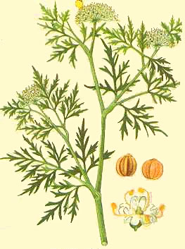 �ߴ��ӡ�ҽ��Ƥ����Ѣʪ������ҩ