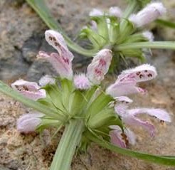 ��ĸ�����ݼ�ƷDIY