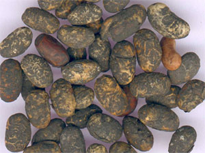 �����롶��������