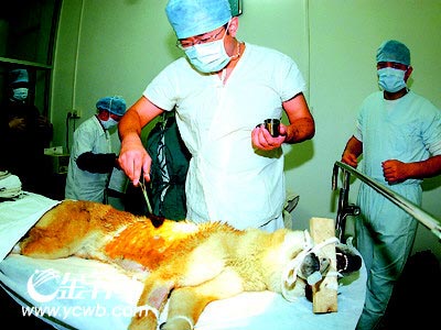 �ҹ��������Ƴ�����ʳ��