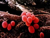 �����Ӧԭ�о���չ