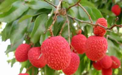 �𱻡���ױˮ����������