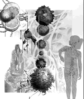 ��ʪ����ϸ�����ƽ�չ