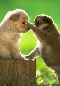 ר��֧�д����׷��˺�(��)