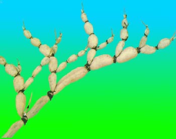 ��ź��������