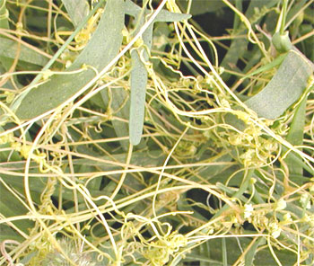 ���ӵġ��ӹǵ���