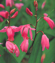 ������ǰ�׷���ܸ