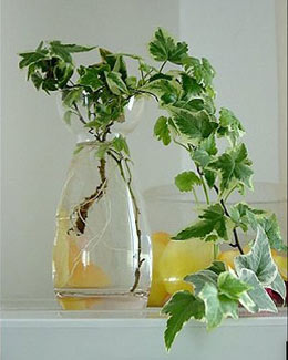 ���ұ�ʪ10��ˮ��ֲ��