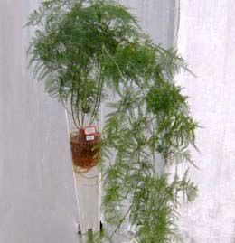 ���ұ�ʪ10��ˮ��ֲ��