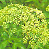 Dahurian Angelica Root