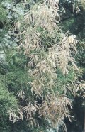 Chinese Tamarisk Twig