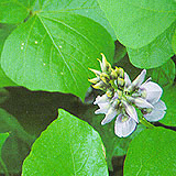 Kudzu Vine Bud