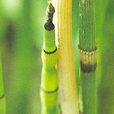 Horsetail