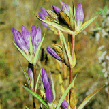 Gentian Root