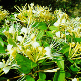 Honeysuckle Flower