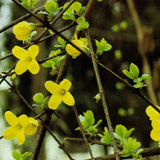 Forsythia Fruit