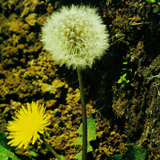Dandelion