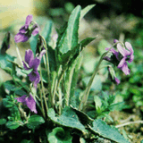 Chinese Violet