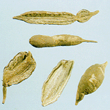 Japanese Ampelopsis Root