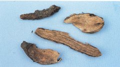 Japanese Ampelopsis Root