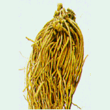 Swallowwort Root