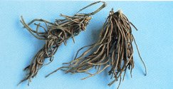Swallowwort Root