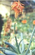 Aloe