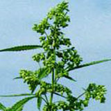 Hemp Seed