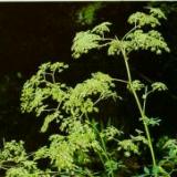 Pubescent Angelica Root