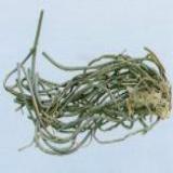 Clematis Root