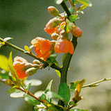 Chaenomeles Fruit