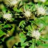 Atractylodes Rhizome