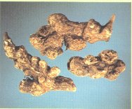 Atractylodes Rhizome