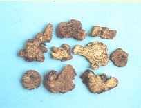 Atractylodes Rhizome