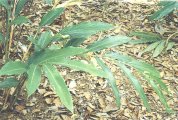 Cardamon Seed