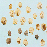 Cardamon Seed
