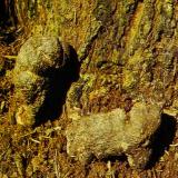 Umbellate Pore-Fungus