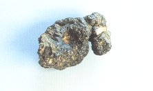 Umbellate Pore-Fungus